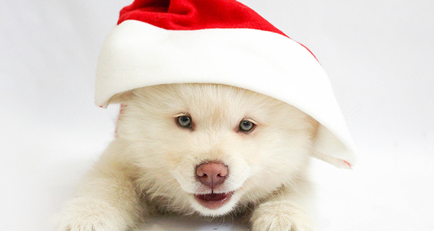 Nautilus Pets Grooming - San Juan