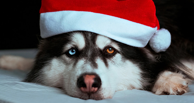 Nautilus Pets Grooming - San Juan