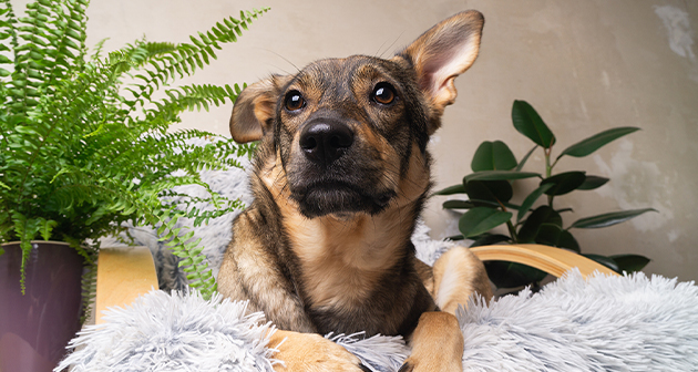 Dogs & Humans Theme Park - San Juan