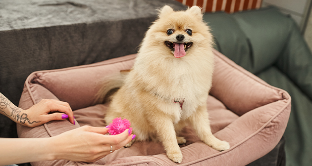 Dogs & Humans Theme Park - San Juan