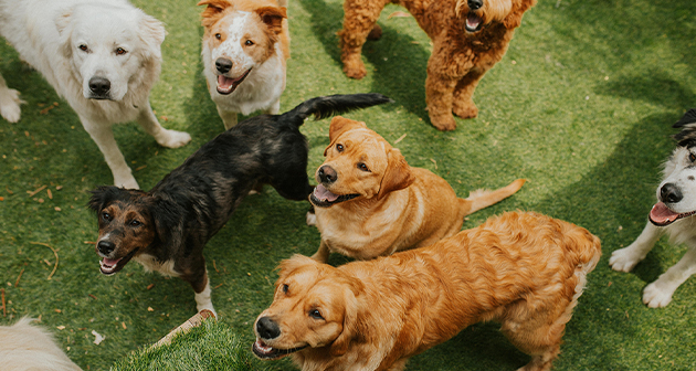 Dogs & Humans Theme Park - San Juan