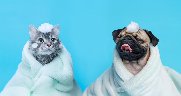 XCGrooming - Isla Verde