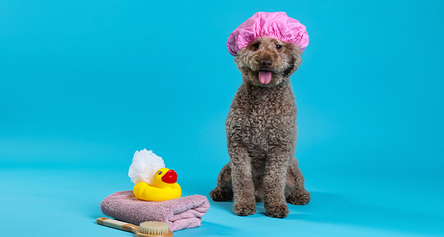 XCGrooming - Isla Verde