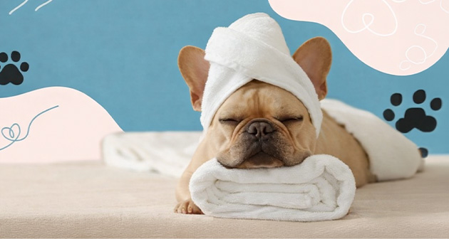 Pet Nova Grooming & Spa - Bayamón