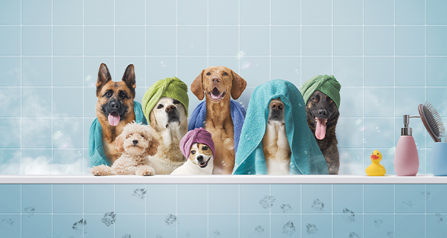 XCGrooming - Isla Verde