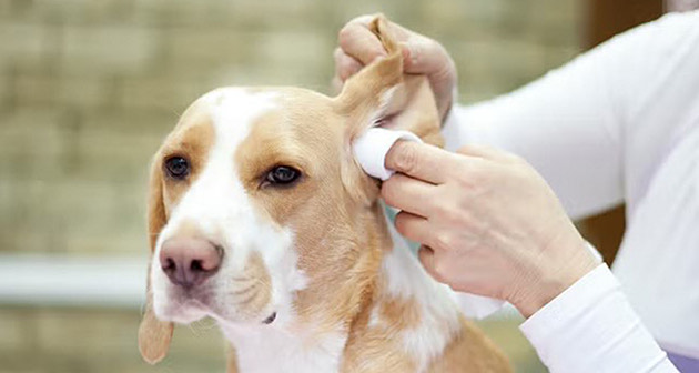 Nautilus Pets Grooming - San Juan