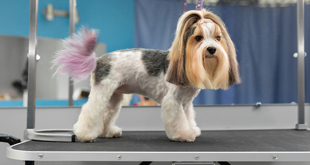Pet Nova Grooming & Spa - Bayamón
