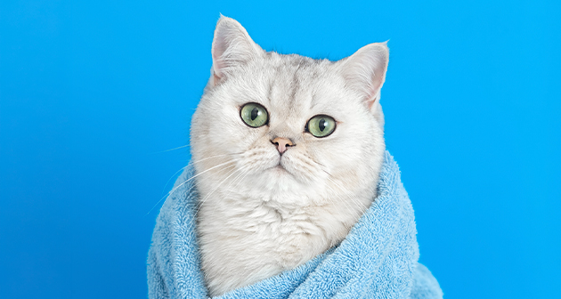 Pet Nova Grooming & Spa - Bayamón