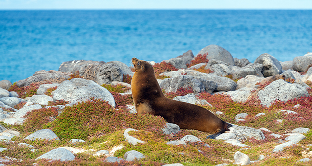 GALÁPAGOS - 2026