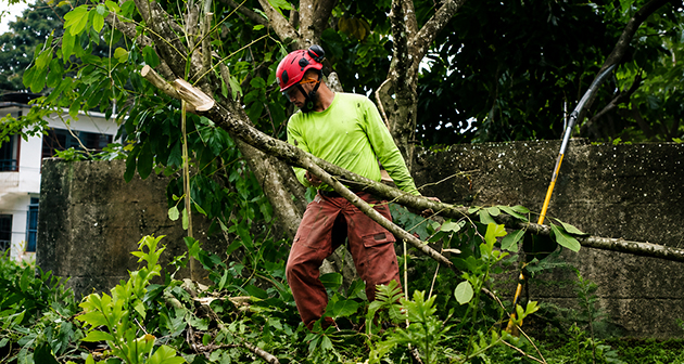 Vista Verde Tree Solutions - A domicilio